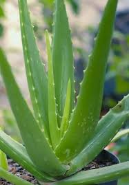 Logistic and Procurement Assistant for Aloe Vera in Cameroon