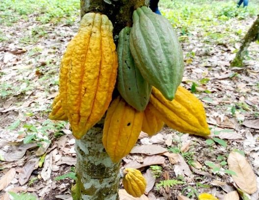 Logistic and Procurement Assistant for Raw Cocoa Bean in Cameroon